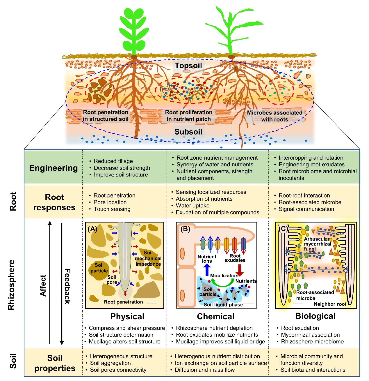 土壤微生物与有机肥团队揭示了玉米种栖微生物垂直传递参与根际微生物组装配的功能补偿机制-南京农业大学资源与环境科学学院